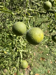 Citrus trifoliata