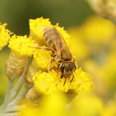 Seladonia
