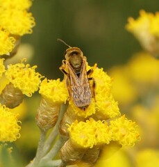 Seladonia