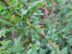 Zanthoxylum capense