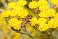 Seladonia