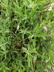 Chamaesaracha sordida