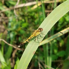 Erythrodiplax minuscula