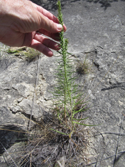 Liatris glandulosa