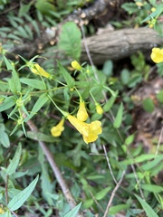 Aureolaria flava