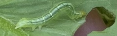Trichoplusia ni