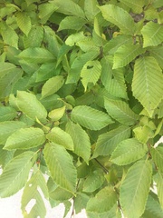 Ulmus pumila