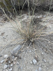 Asclepias subulata