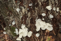 Pseudohydnum gelatinosum