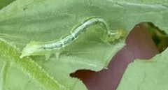Trichoplusia ni