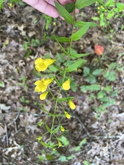 Aureolaria flava