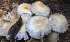 Psathyrella bipellis