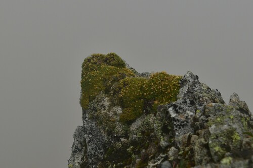 kurička rozchodníkovitá (Cherleria sedoides)