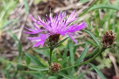 Centaurea decipiens