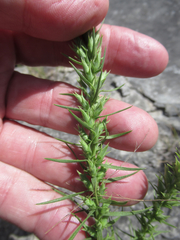 Liatris glandulosa