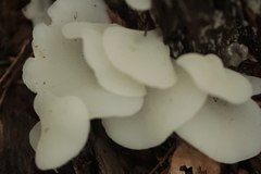 Pseudohydnum gelatinosum