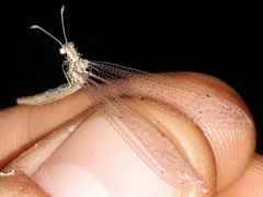 Neuroleon arenarius