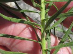 Liatris glandulosa