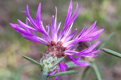 Centaurea decipiens