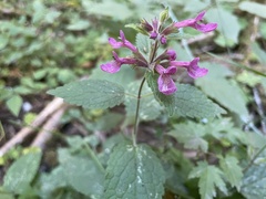 Stachys chamissonis