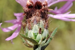 Centaurea decipiens