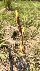 Sisyrinchium brasiliense