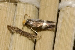 Nepticulidae