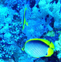 Chaetodon melannotus