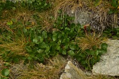 Salix herbacea