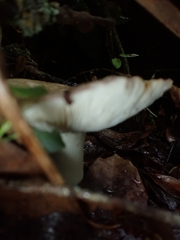 Russulaceae
