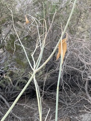 Asclepias subulata