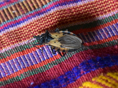 Triatoma dimidiata