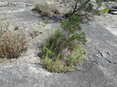 Liatris glandulosa