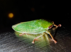Krisnini