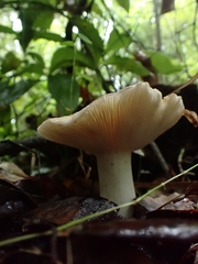 Russulaceae