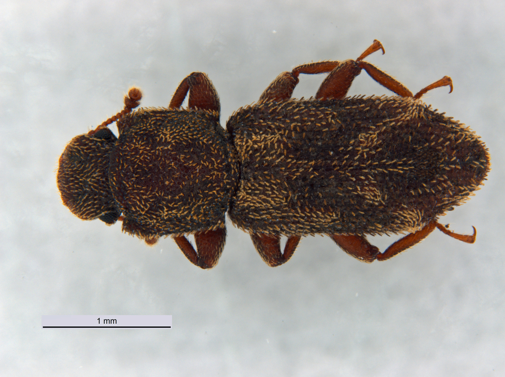 Notocoxelus