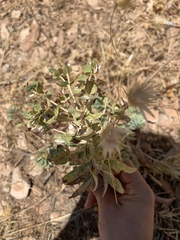 Euphorbia macrocarpa