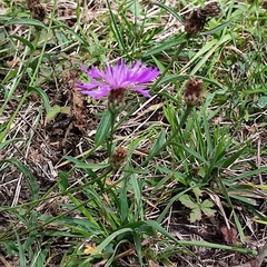 Centaurea decipiens
