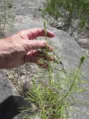 Liatris glandulosa