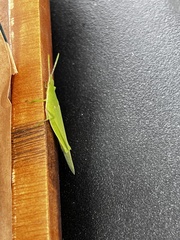 Atractomorpha sinensis