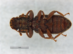 Notocoxelus