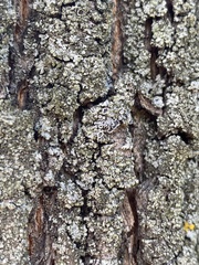 Phaeophyscia orbicularis