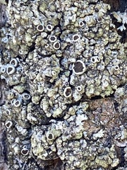 Phaeophyscia orbicularis