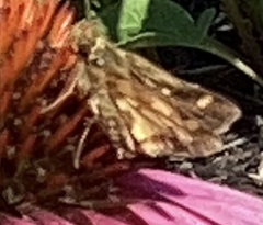 Atalopedes campestris