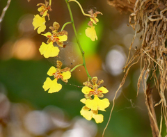 Trichocentrum cebolleta