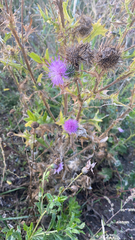 Cirsium