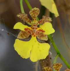 Trichocentrum cebolleta