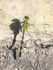 Erythemis vesiculosa
