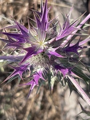 Eryngium leavenworthii