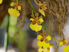 Trichocentrum cebolleta